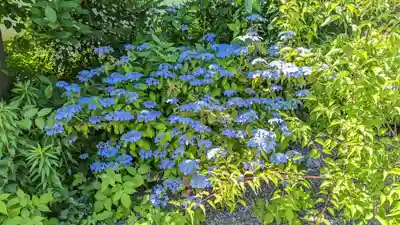 日體寺(京都府)