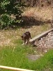 白金氷川神社の動物