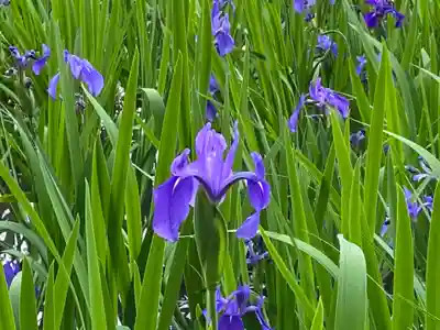 大田神社(賀茂別雷神社境外摂社)の自然