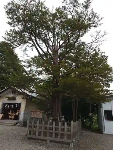 湯倉神社の自然