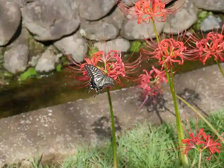 横浜 西方寺の動物