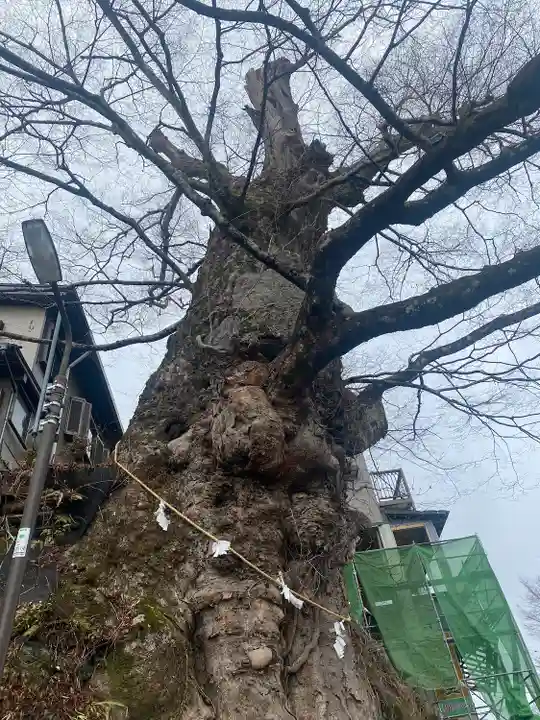 武蔵御嶽神社の自然