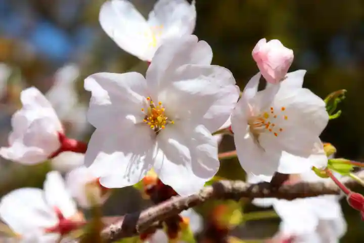 三津厳島神社の自然