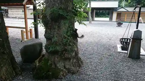 千歳神社の動物