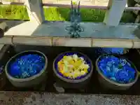 津島神社の手水舎