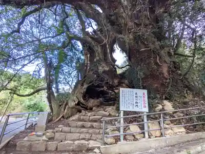 大山祇神社奥の院 生樹の御門(愛媛県)