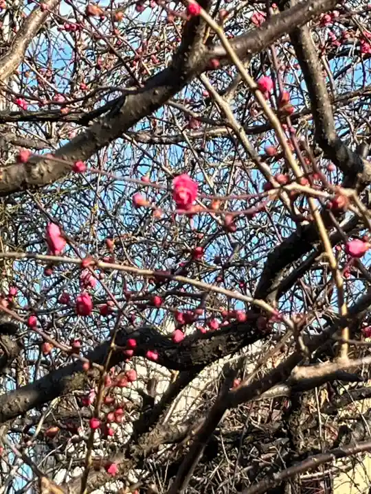 亀戸天神社(東京都)