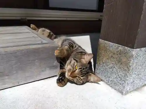 御誕生寺（猫寺）の動物
