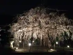 八幡社の自然