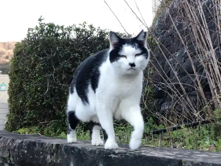 王子神社の動物