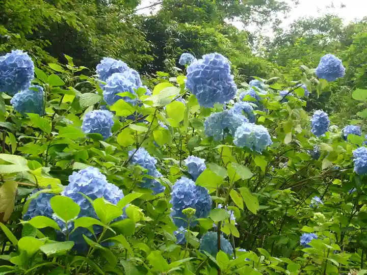 明月院(神奈川県)