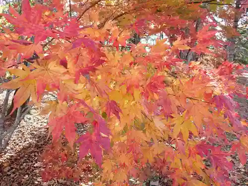 大樹神社の自然