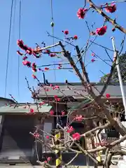 櫻岡大神宮(宮城県)