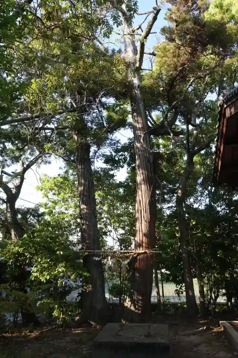皇小津神社の自然