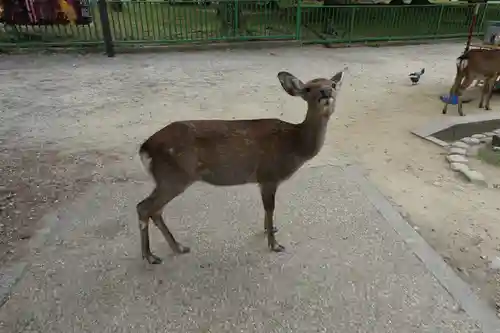 春日大社の動物