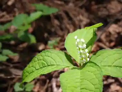 大川神社の自然