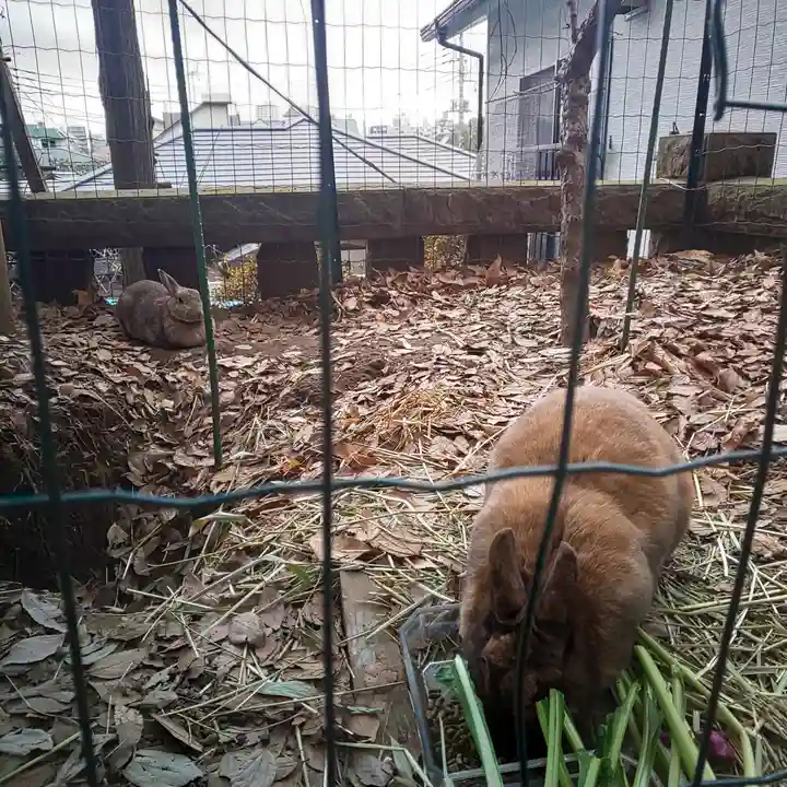 太子堂八幡神社の動物