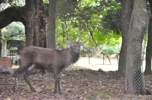 春日大社の自然