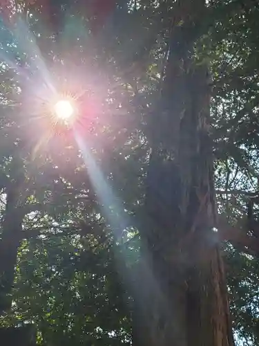 諏訪神社の自然