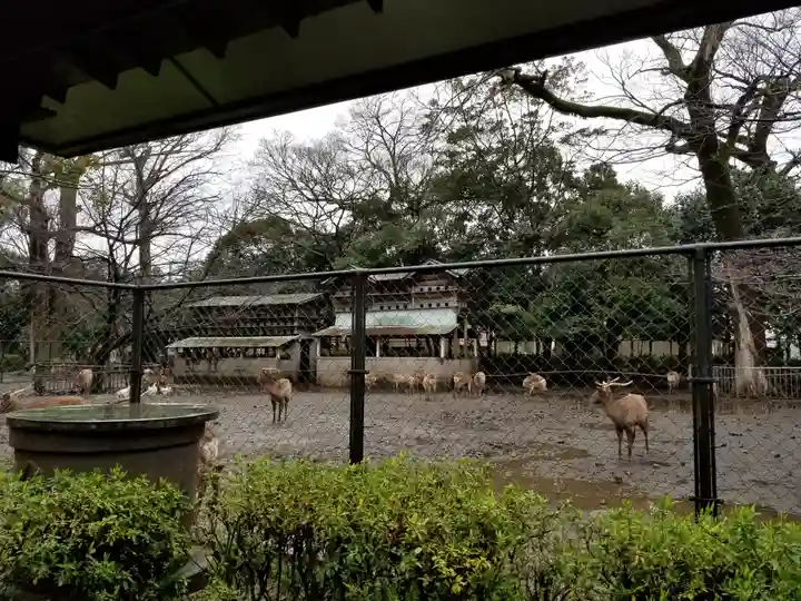 三嶋大社の動物