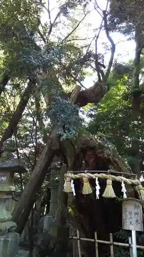 川尻八幡宮の自然