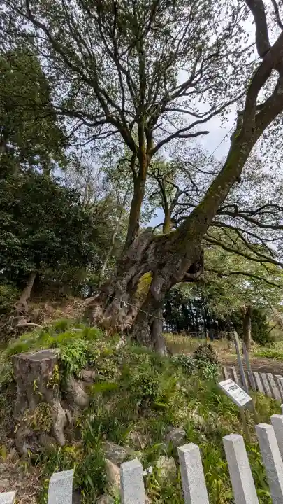 一ノ宮神社の{uncategorized: "未分類", other: "その他", undefined: "問題あり", building: "その他建物", grave: "お墓", sacred_gate: "鳥居", guardian: "狛犬", statue: "像", buddha: "仏像", history: "歴史", nature: "自然", garden: "庭園", animal: "動物", pagoda: "塔", temizu: "手水舎", mountain_gate: "山門・神門", sanctuary: "本殿・本堂", subordinate: "末社・摂社", art: "芸術", scenery: "景色", jizo: "地蔵", ema: "絵馬", goshuin: "御朱印", omikuji: "おみくじ", items: "授与品その他", amulet: "お守り", goshuincho: "御朱印帳", eats: "食事", festival: "お祭り", votive_dance: "神楽", shichigosan: "七五三参", wedding: "結婚式", experience: "体験その他", initially: "初詣", around: "周辺", anti_infection: "感染症対策"}