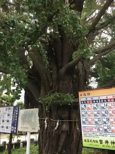 磐井神社の自然