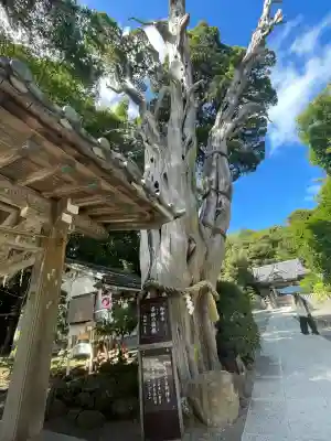 伊古奈比咩命神社(静岡県)