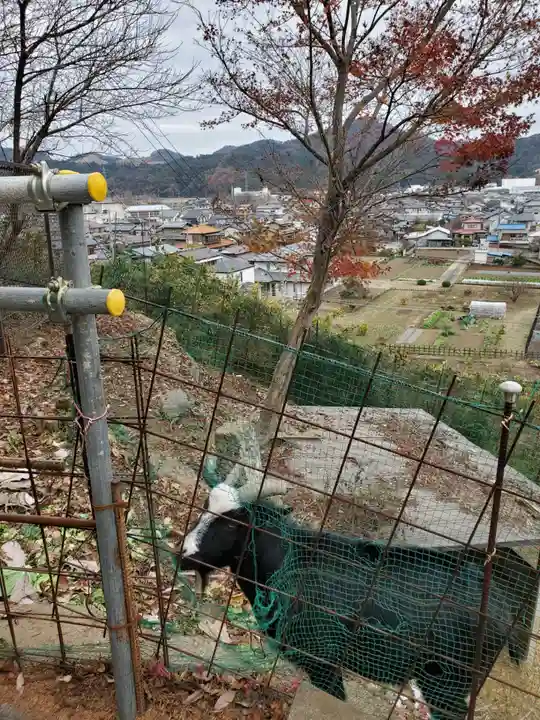 賀茂別雷神社の動物