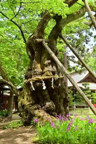 蠶養國神社(福島県)