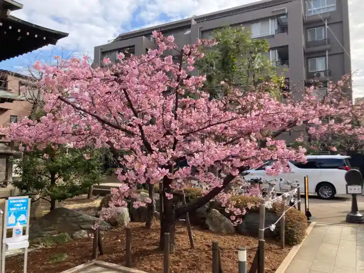 桜神宮(東京都)
