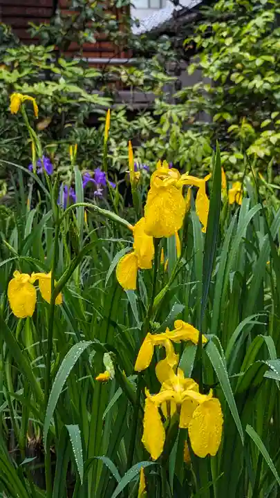 宝蔵寺(京都府)