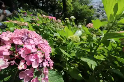 長谷寺(神奈川県)