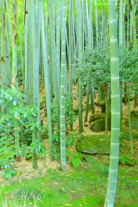 報国寺(神奈川県)