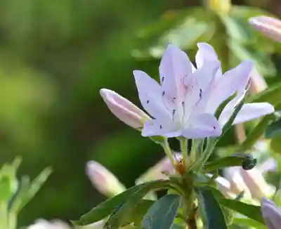 塩船観音寺(東京都)