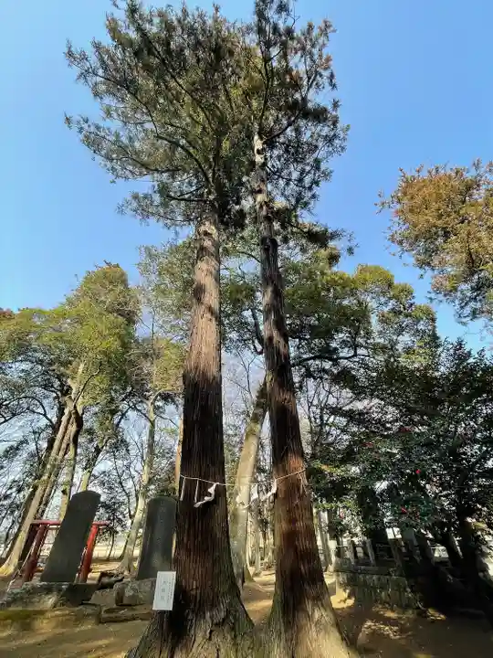 東蕗田天満社の自然