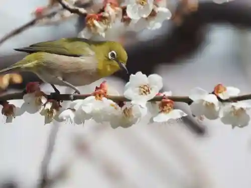 町田天満宮の自然
