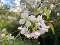 普門寺(切り絵御朱印発祥の寺)の自然