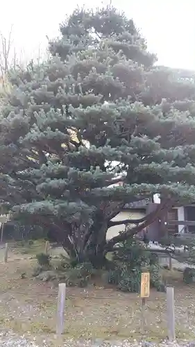 梅宮大社(京都府)