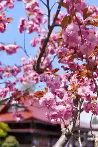 伊達神社の自然(2022年05月11日(水) 18時40分51秒投稿)