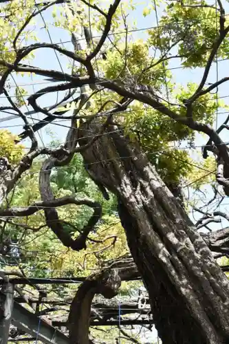 國領神社の自然