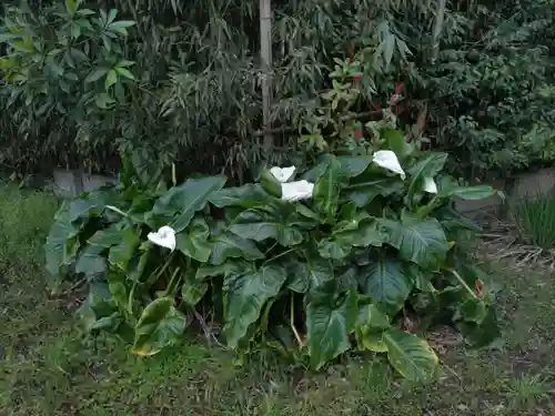 菊田神社の自然