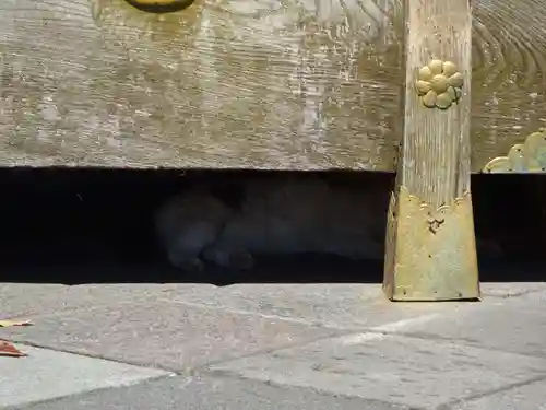 今市報徳二宮神社の動物