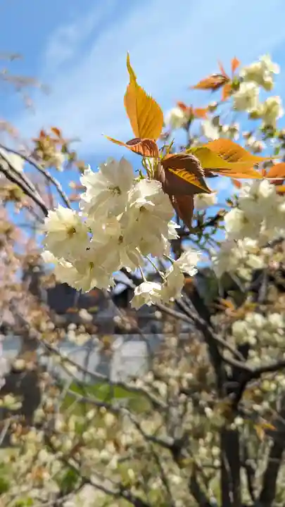 橋寺 放生院(京都府)