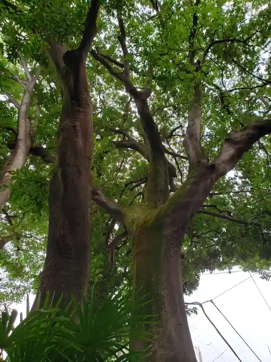 神明氷川神社の自然