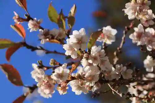 鹿島大神宮の庭園