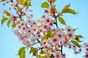 お花見が楽しめる神社仏閣8選