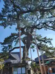 大慶寺の自然