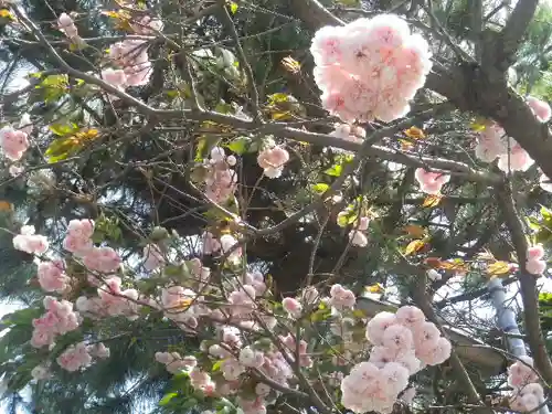 八雲神社（鎌倉・大町）の自然