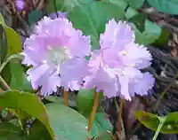 伊豆山神社 本宮(秋田県)